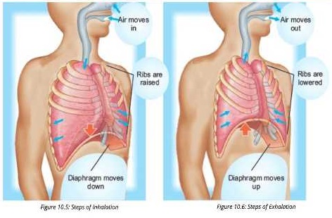 steps of exbation