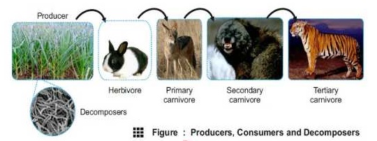 Bacteria and fungi