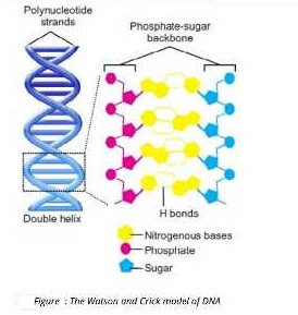 Base Pairing