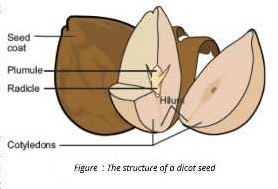 Development of seed