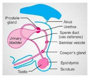 Glands