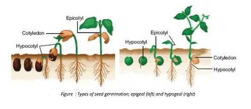 Hypogeal germination