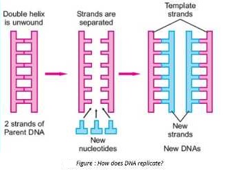 New (Daughter) DNA Double helix