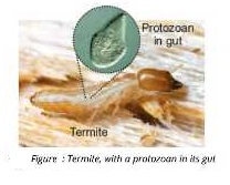 Termites eat wood