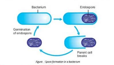 bacterium