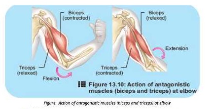 biceps