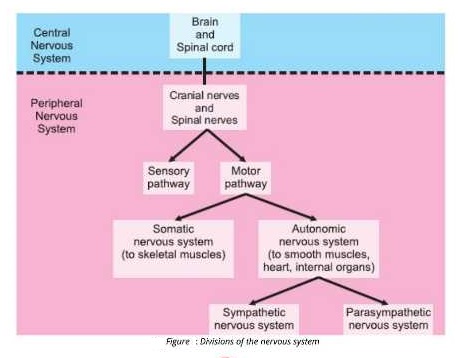 brain and spinal