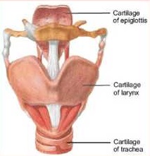 cartilage