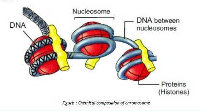 chromosome