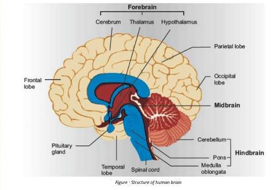 human brain