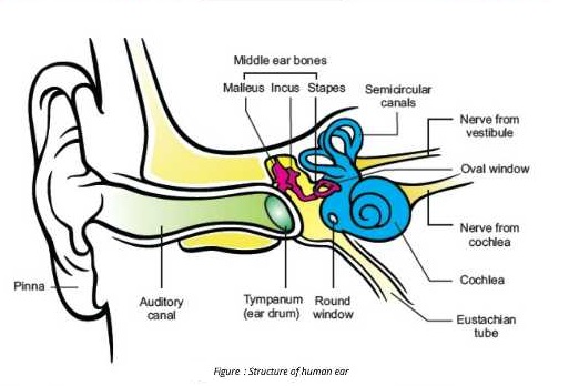 human ear