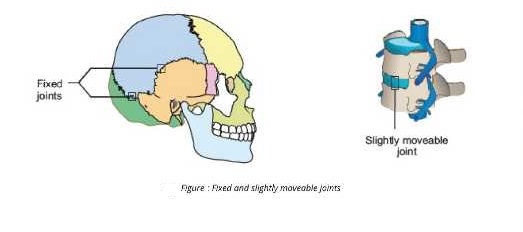 moveable joints