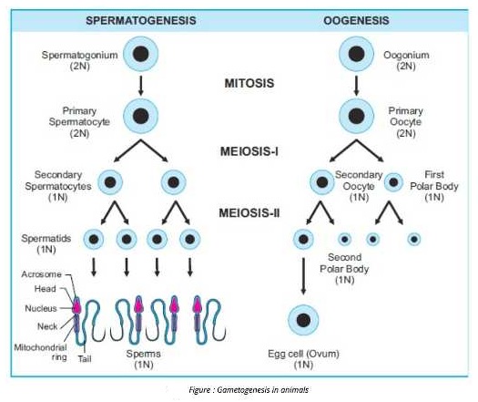 oogenesis