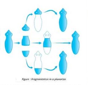 planarian breaks