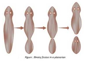 planarian