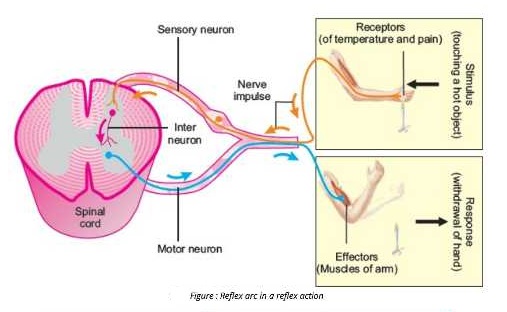 sensory