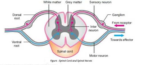 spinal