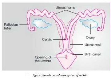 system of rabit