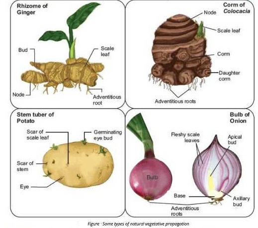 vegetative